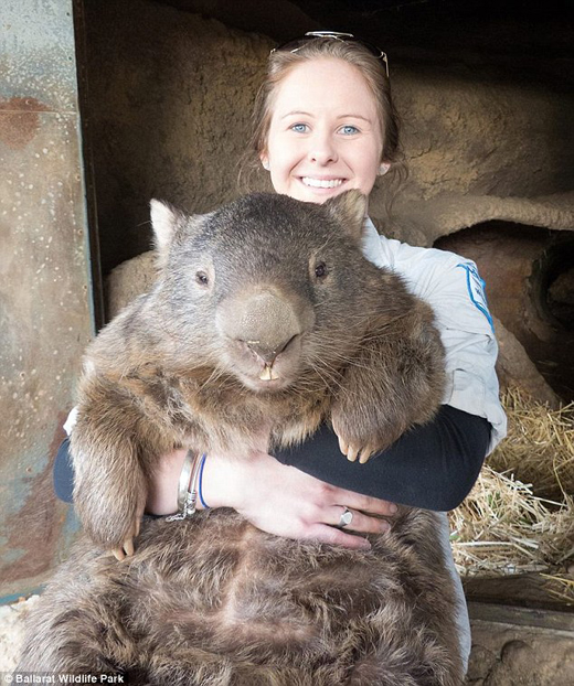 World oldest wombat